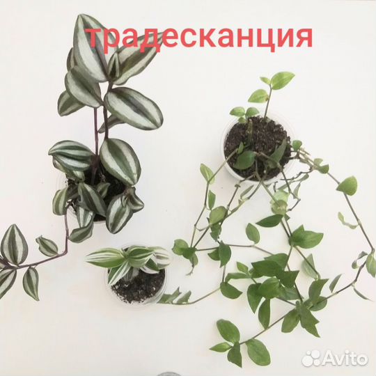 Комнатные цветы любые