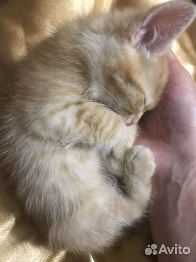 Рыжий котик, два месяца