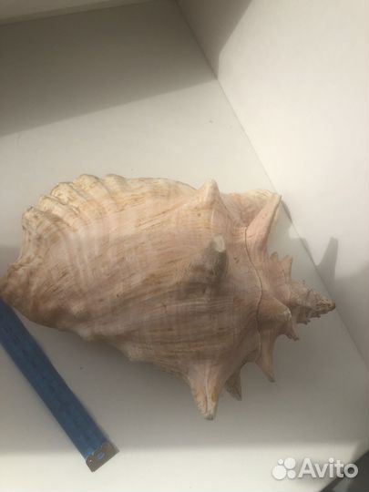 Раковина морская большая (Куба)