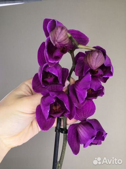 Орхидея фаленопсис пелор Stellenbosh купить в Санкт-Петербурге | Товары для  дома и дачи | Авито