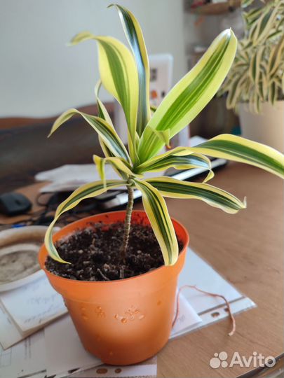 Цветы комнатные