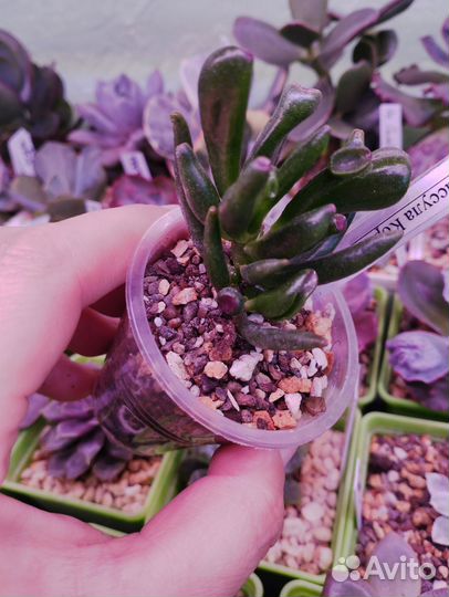 Суккуленты