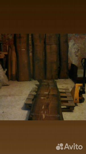 Дуб мореный