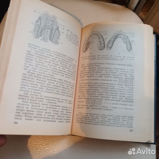 Книга анатомия человека
