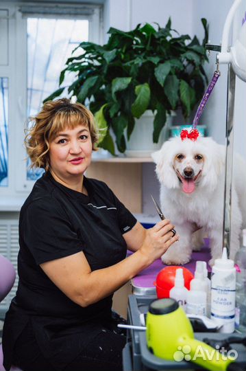 Груминг стрижка собак