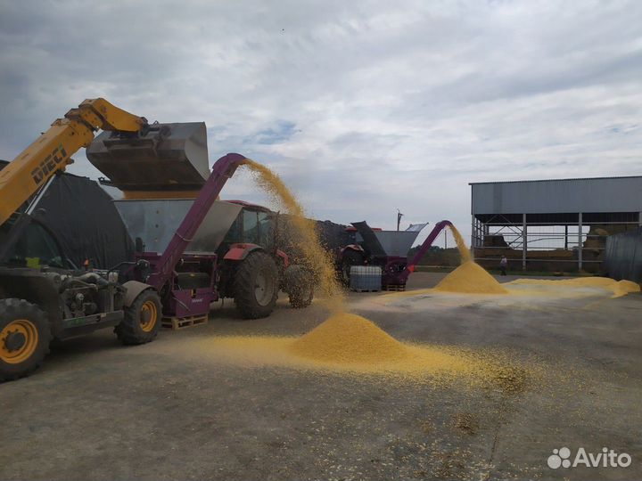 Плющение кукурузы,кукуруза,жом свекловичный