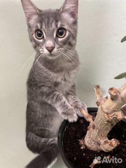 Котенок 4 месяца