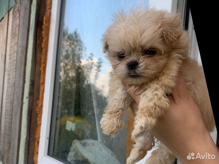 Мальтипу мини