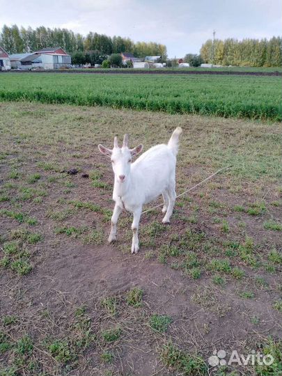 Козы козочки