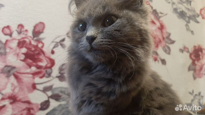 Кошечка в добрые руки