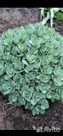 Очиток видный