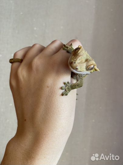 Геккон бананоед