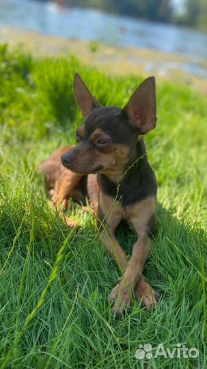 Мини той-терьер вязка