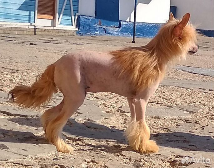 Ищем девочку китайской хохлатой для вязки