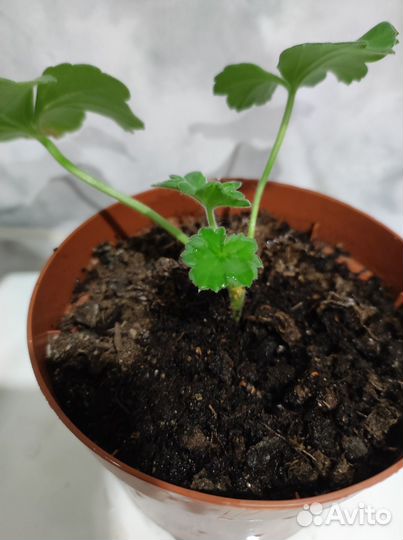 Герань пеларгония