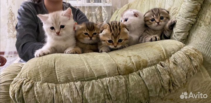 Котята - львята