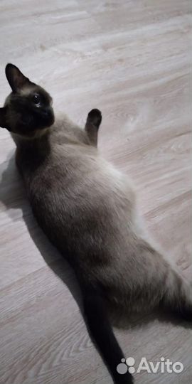 Тайский кот, вязка