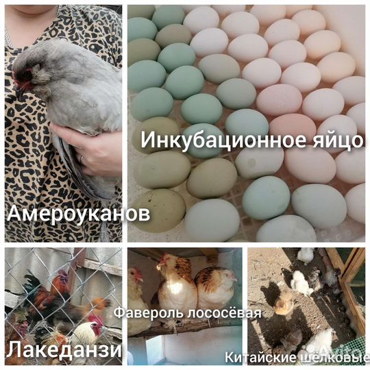 Инкубационное яйцо