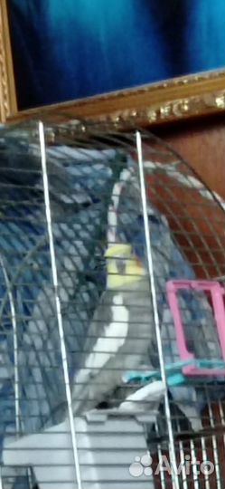 Говорящий попугай корелла