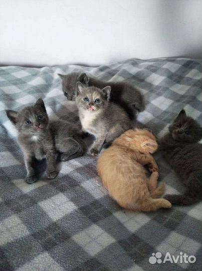 Кошка в дар