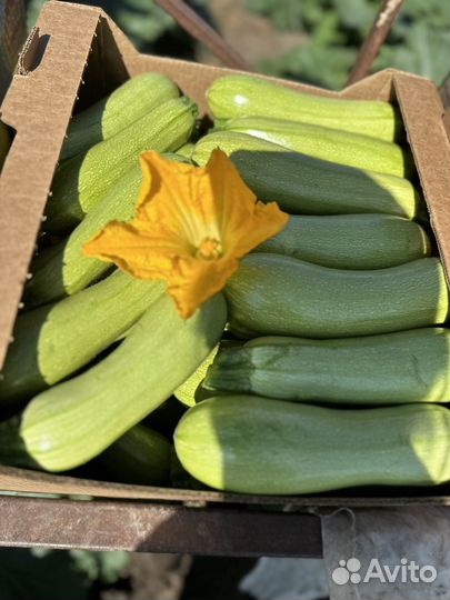 Кабачок на переработку