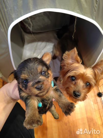 Йоркширский терьер щенки девочки и мальчик