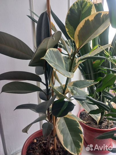 Фикуса 2 в одном горшке