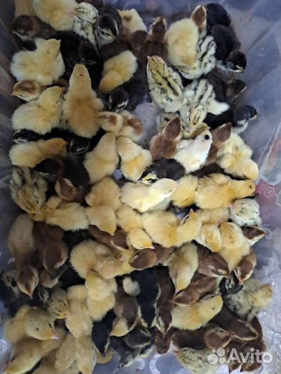 Перепелята суточные