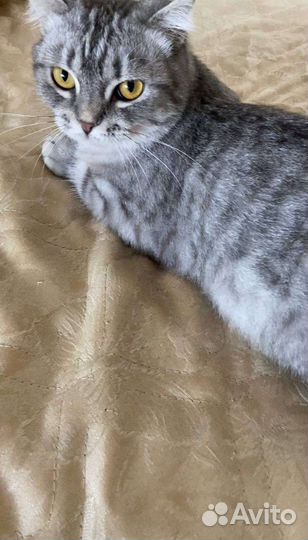 Вислоухая кошка