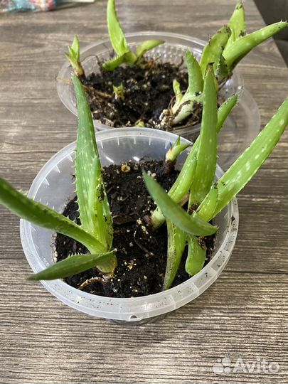 Алое лечебный