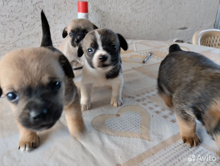 Щенки