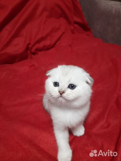 Шотландские котята