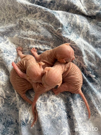 Канадский сфинкс