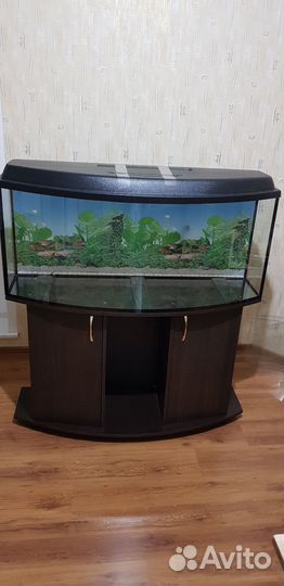Выпуклые аквариумы