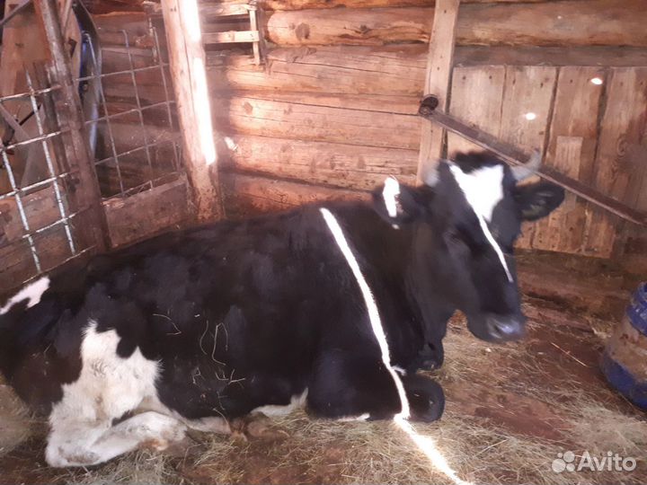 Голштинская нетель