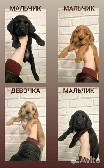 Английский кокер спаниель