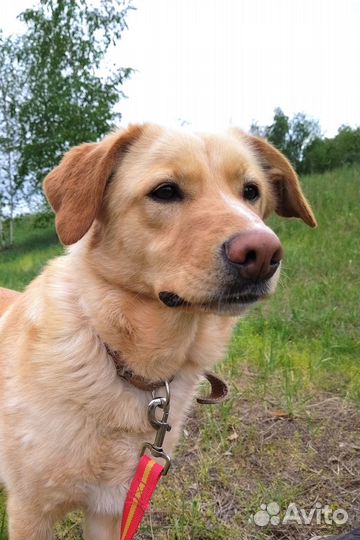 Собака-милашка Уна мечтает о доме