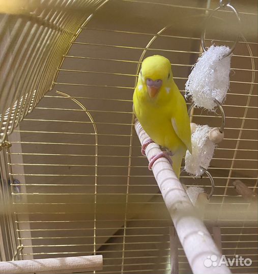 Волнистый попугай.Птенец