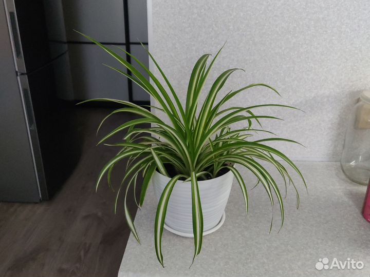 Хлорофитум