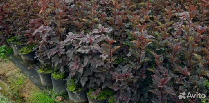 Пузыреплодник калинолистный