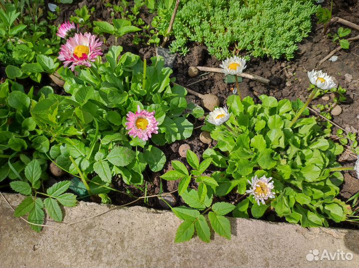 Маргаритки