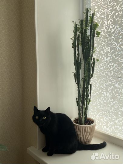 Кактус молочай