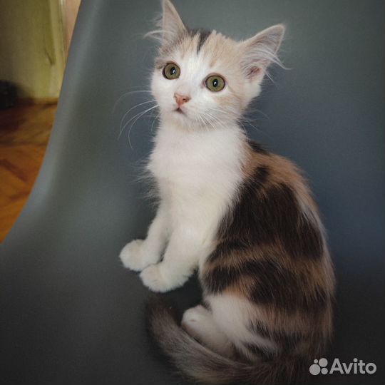 Милый котенок