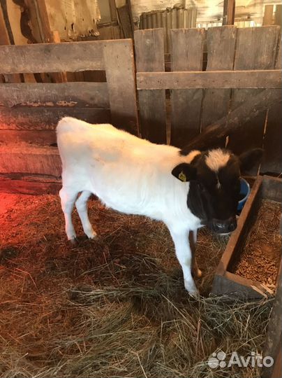 Коровы быки телки