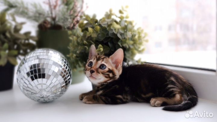 Бенгальская