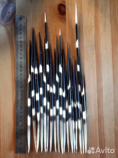 Иглы дикобраза