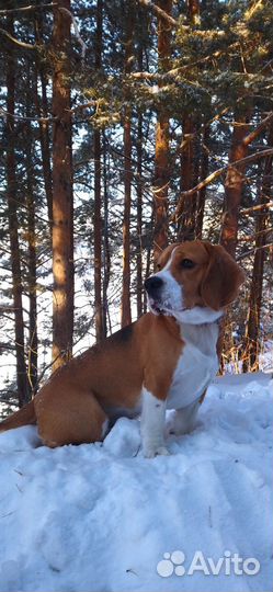 Вязка Бигль