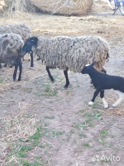 Овцы бараны