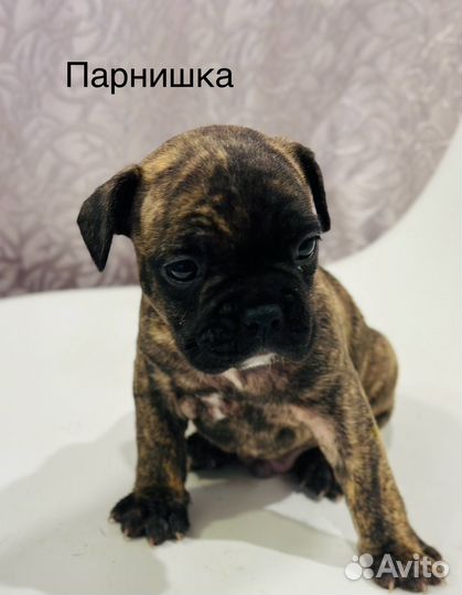 Французский бульдог