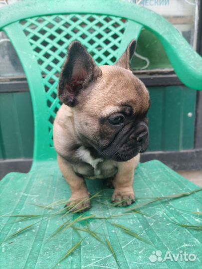 Французский бульдог девочка